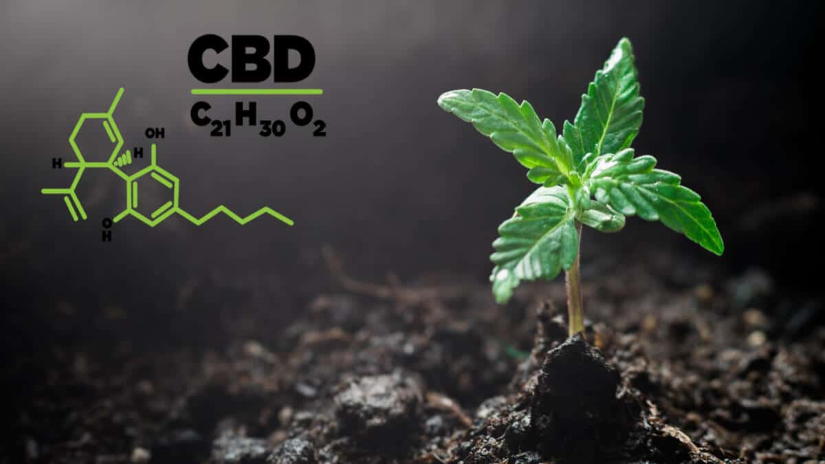 CBD Seedlings – 4 Tips to Help You Successfully Care for Them