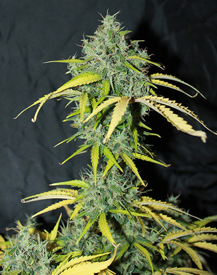 Amnesia Haze Auto Feminised Cannabis Seeds