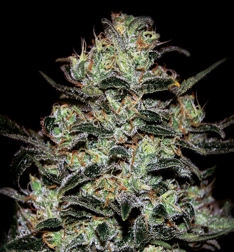 Moby Dick Autoflowering cannabis seeds