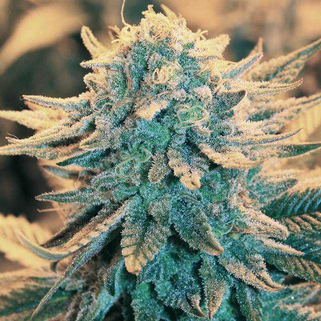 B 52 Feminised cannabis seeds