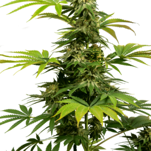 Black Harlequin CBD Feminised Cannabis Seeds by Sensi Seeds