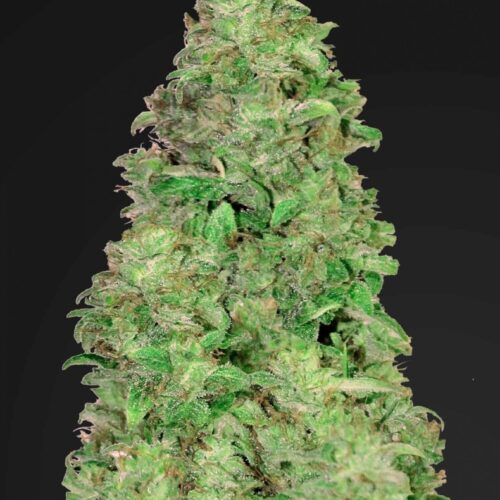 CBD 20:1 Auto Feminised Seeds