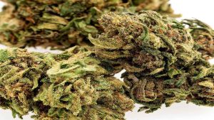 3 Mistakes You Should Avoid When Growing CBD Hemp Seeds