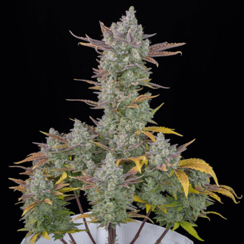 Gorilla Cookies Auto Feminised Seeds