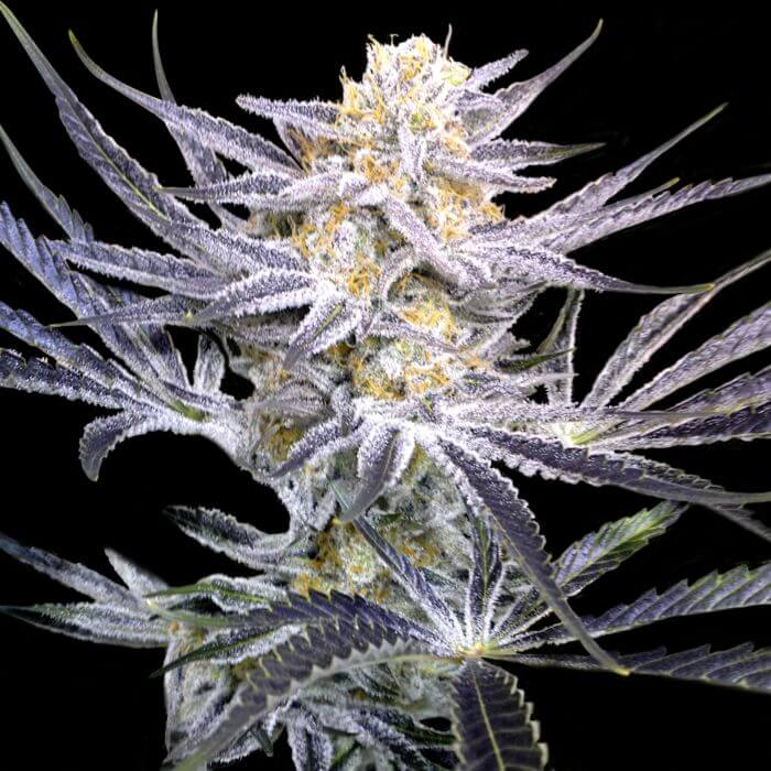 Strawberry Fields Regular (Crockett Family Farms) Cannabis Seeds by DNA Genetics