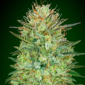 Sweet Critical Auto Feminised Cannabis Seeds by 00 Seeds