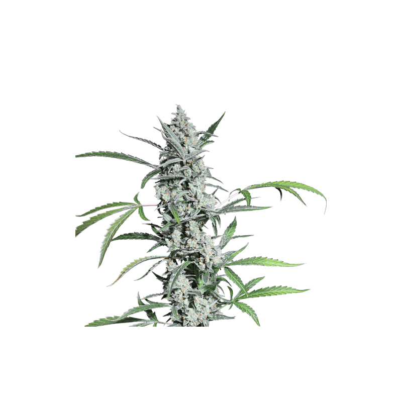 Fat Pete's Cookies Auto Feminised Cannabis Seeds by Super Sativa Seed Club