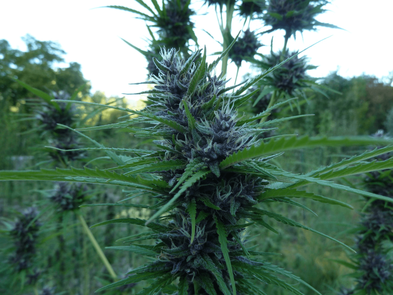 Queen CBD 20:1 Feminised Cannabis Seeds by Medical Marijuana Genetics