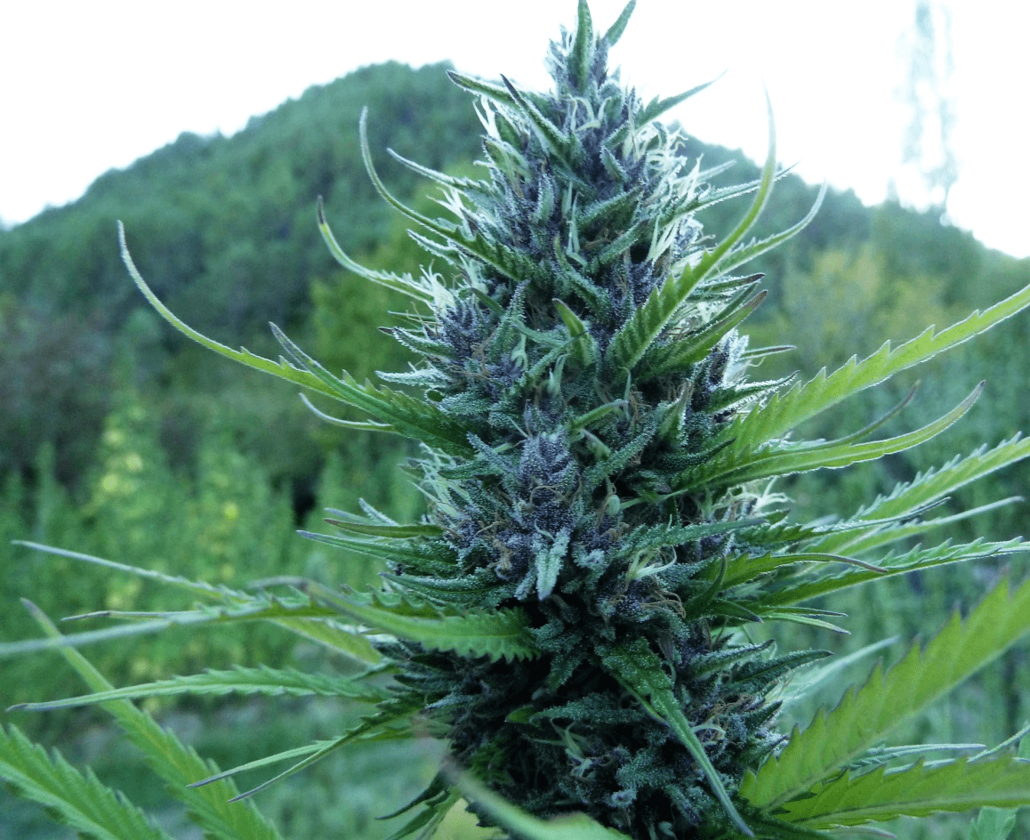 Queen CBD 20:1 Feminised Cannabis Seeds by Medical Marijuana Genetics