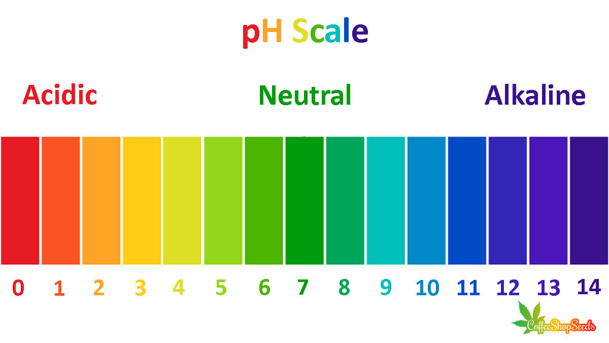 How pH Levels Affect Cannabis Growth Coffee Shop Seeds