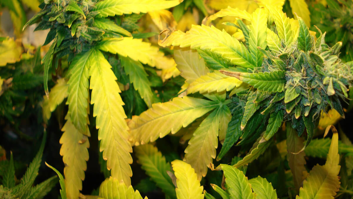 Reasons Cannabis Leaves Turn Yellow & What You Can Do About It