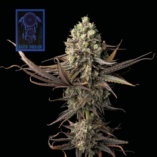 Seedsman Blue Dream Feminised