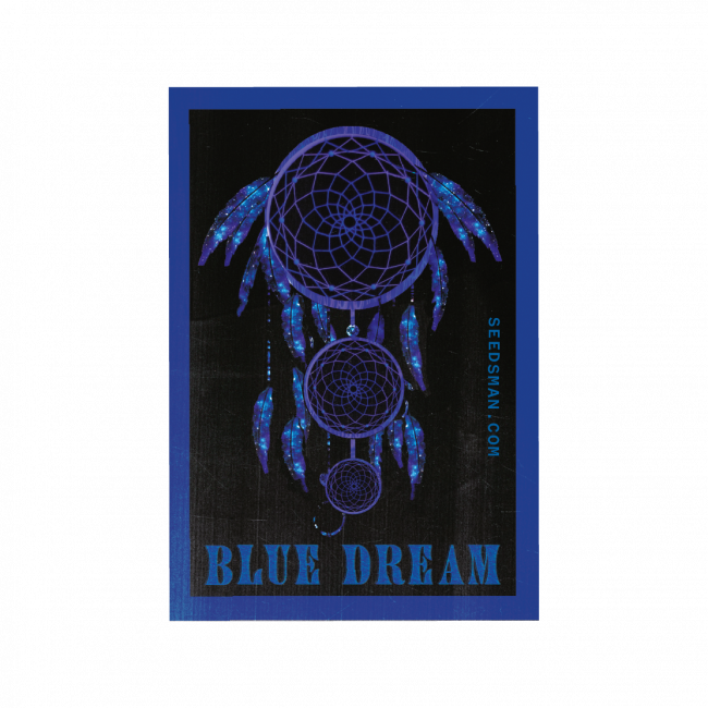 Blue Dream Feminised Weed Seeds by Seedsman