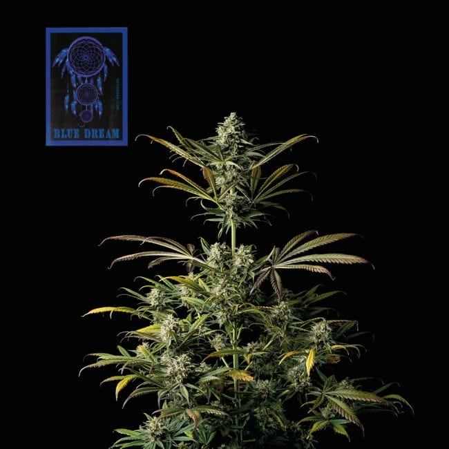 Seedsman Blue Dream Feminised