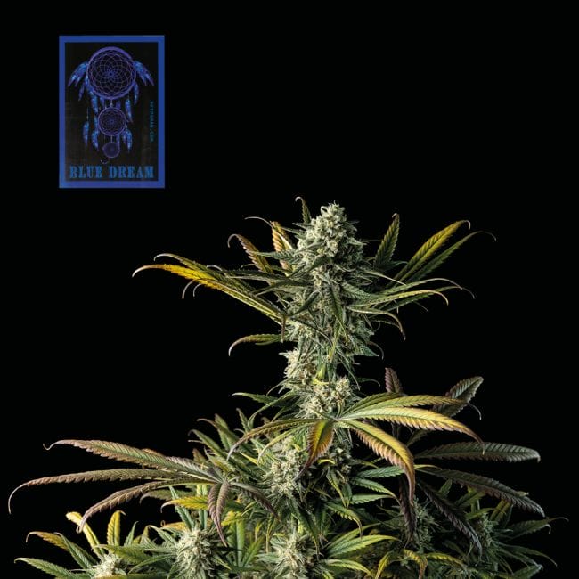 Seedsman Blue Dream Feminised