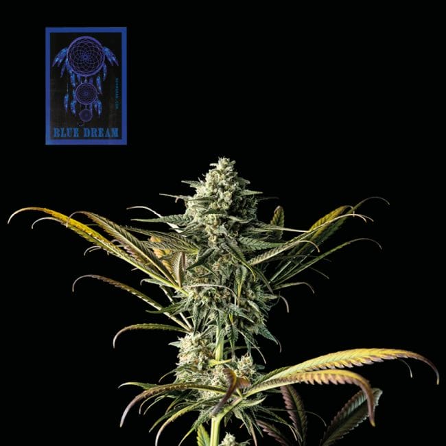 Seedsman Blue Dream Feminised