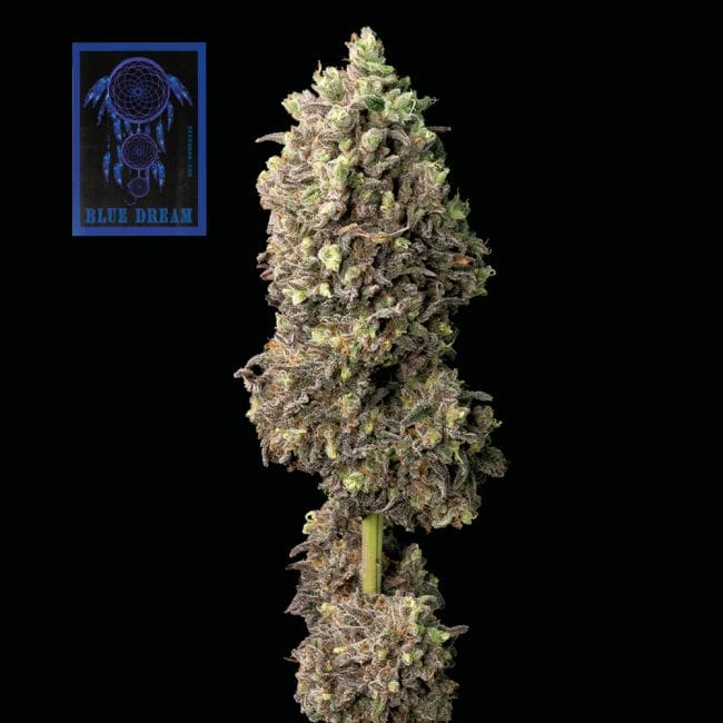 Seedsman Blue Dream Feminised Weed Seeds