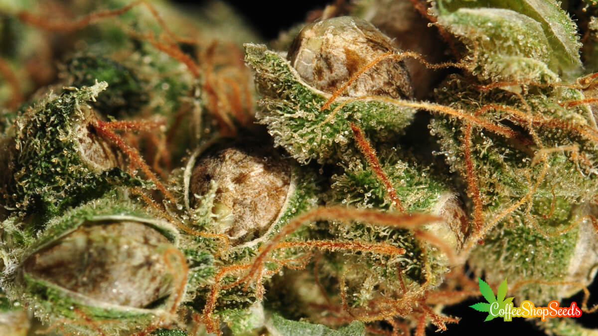 pollinating Cannabis Plants