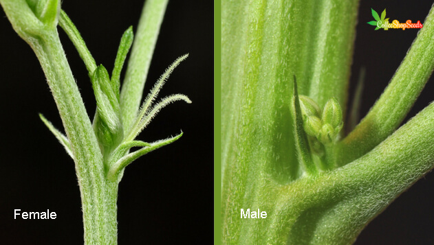 Sexing male and female cannabis plants