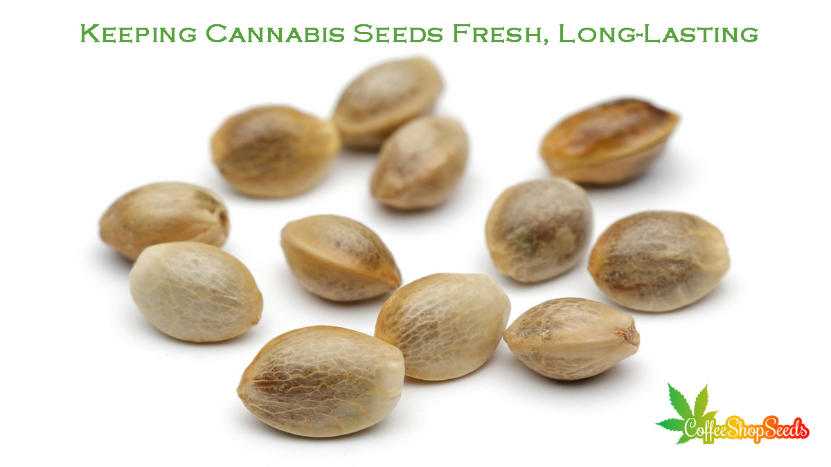 Our Guide to Keeping Cannabis Seeds Fresh, Long-Lasting