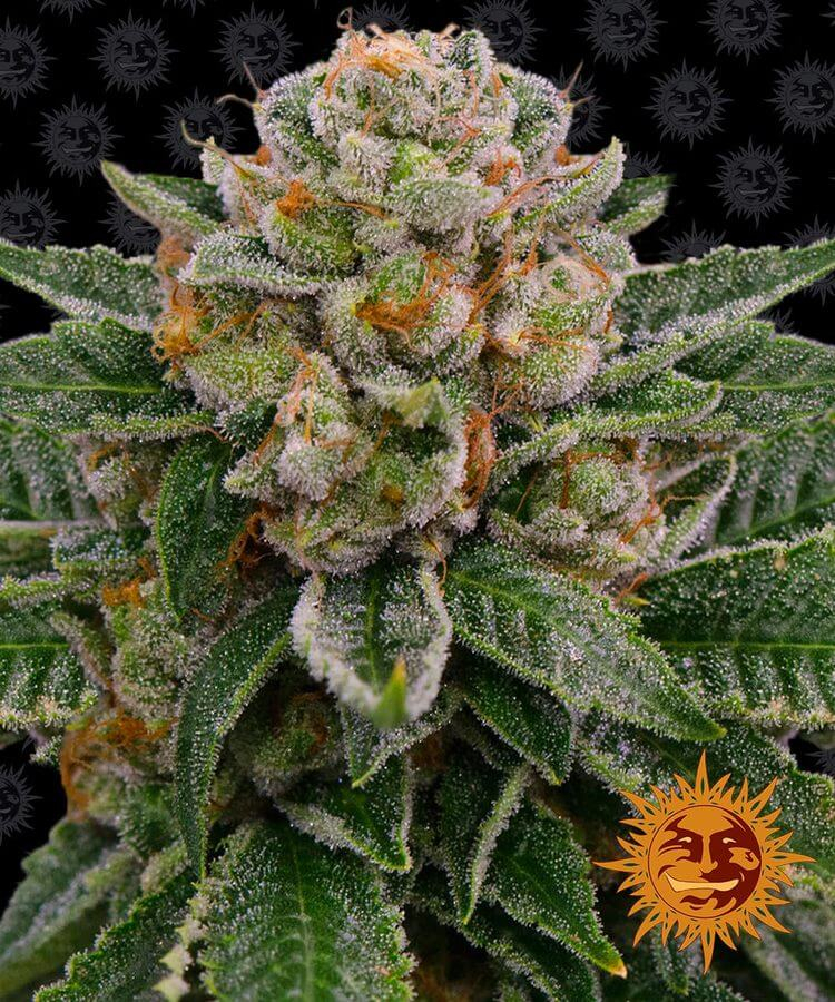 Skywalker OG Auto Feminised Cannabis Seeds by Barney's Farm Seeds