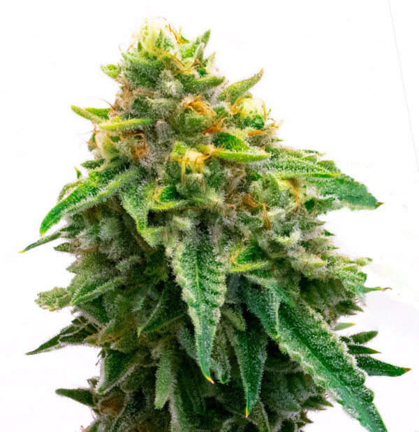 Gorilla Glue #4 Autoflowering cannabis Seeds