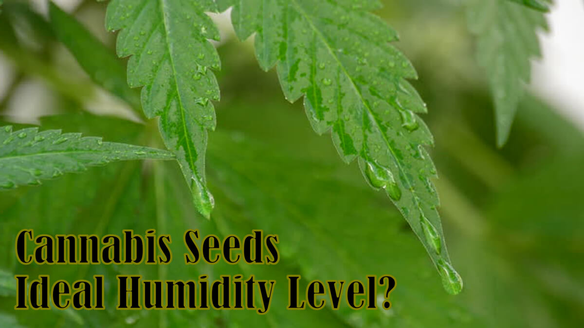 Growing Your Cannabis Seeds – What is the Ideal Humidity Level?