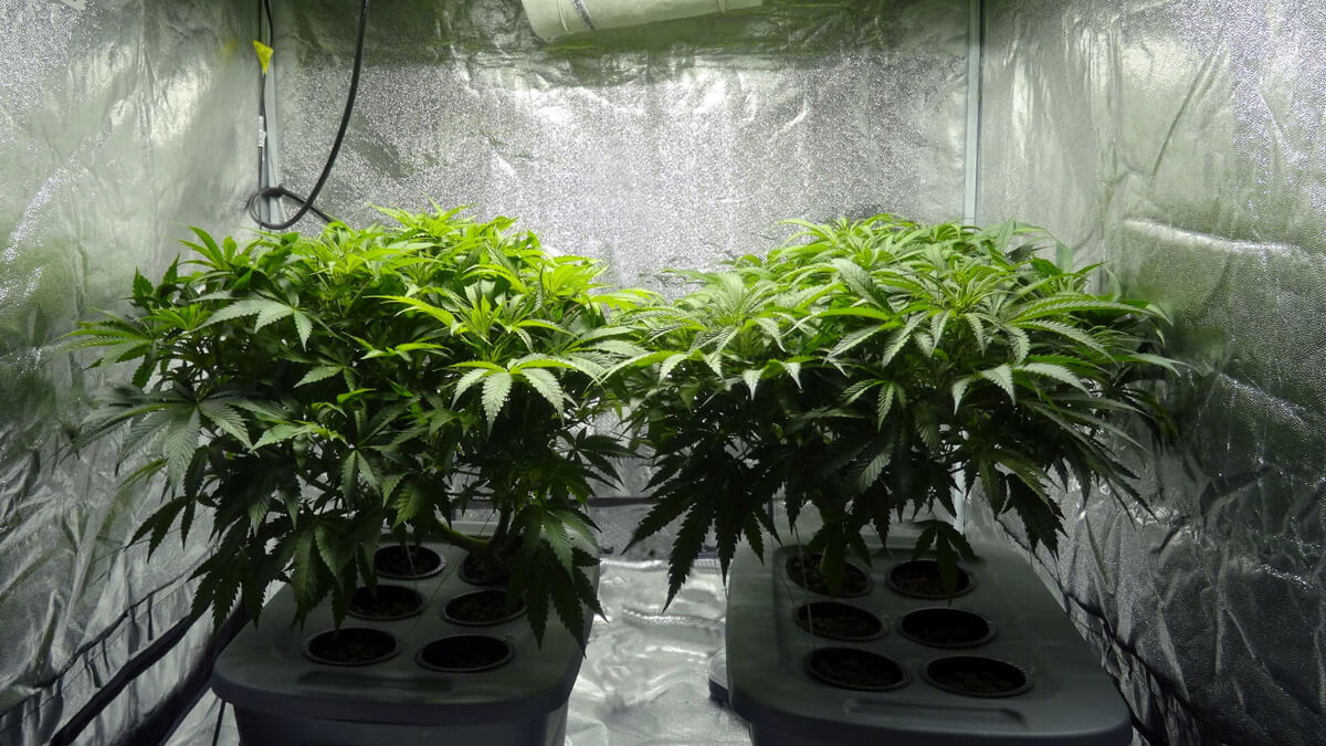 5 Reasons You Should Start Growing Your Weed Hydroponically
