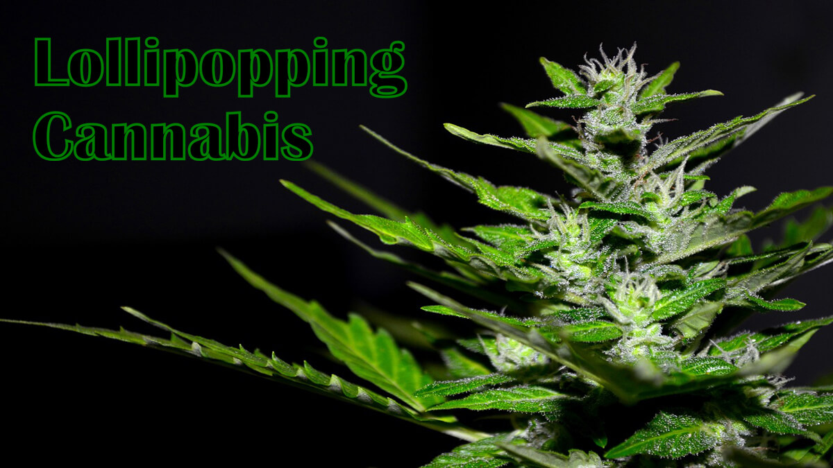 Everything You Need to Know About Lollipopping Cannabis