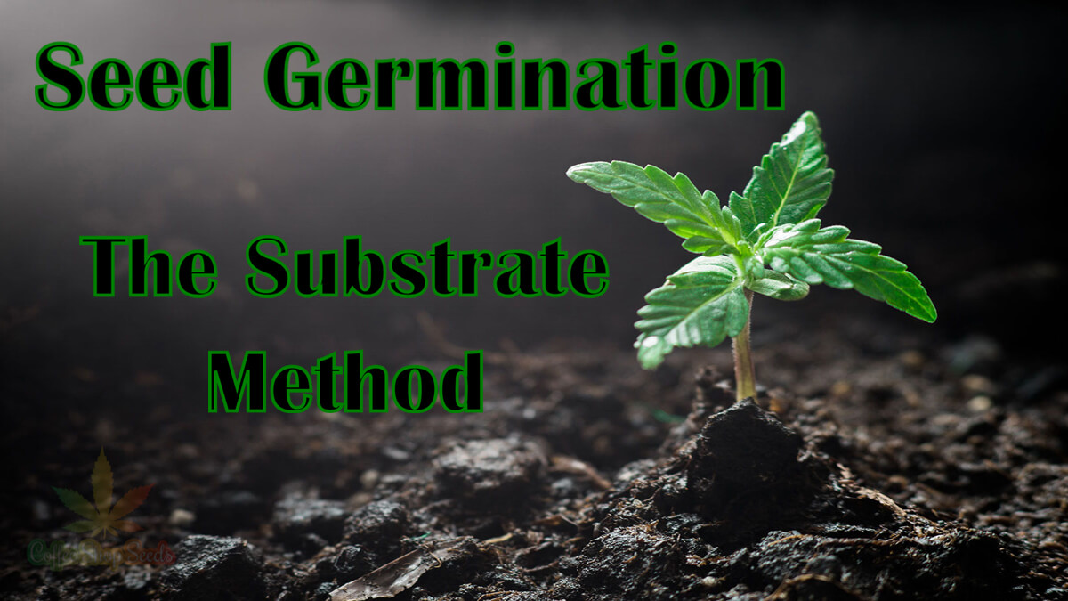 Cannabis Seed Germination Made Easy - The Substrate Method