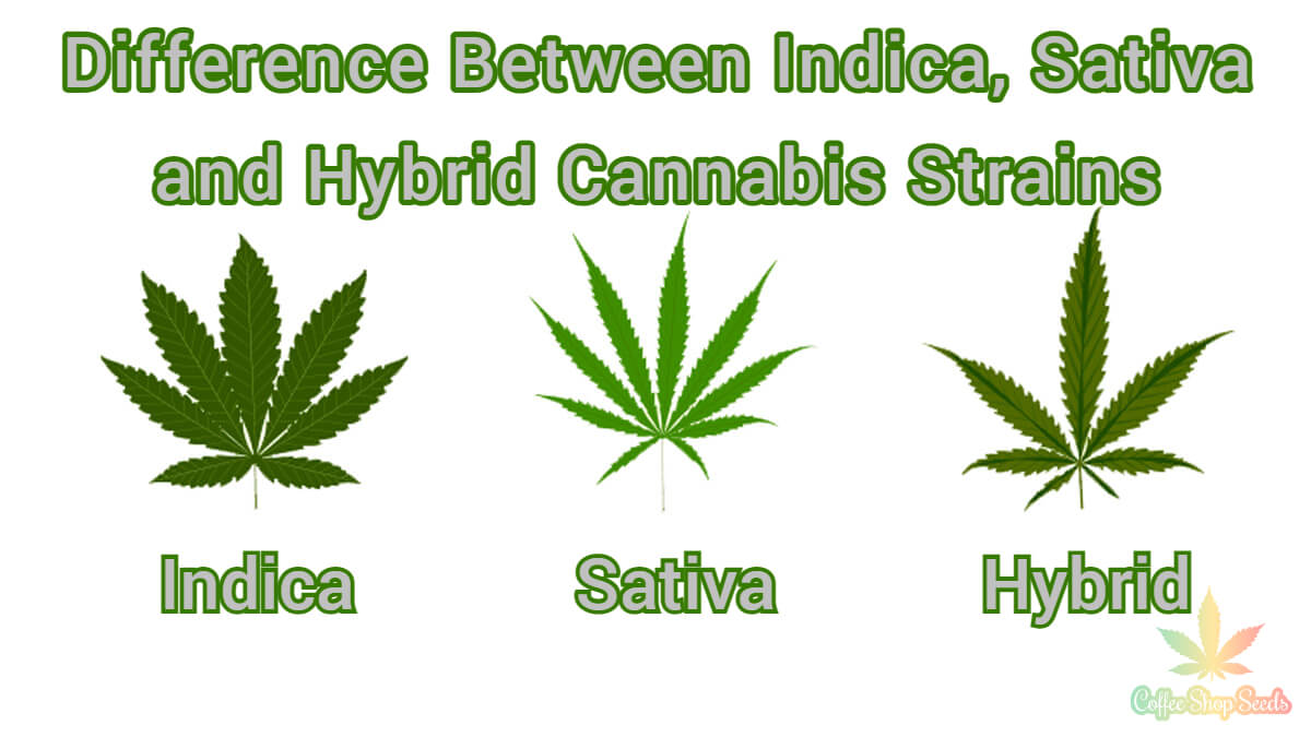 Difference Between Indica, Sativa and Hybrid Cannabis Strains