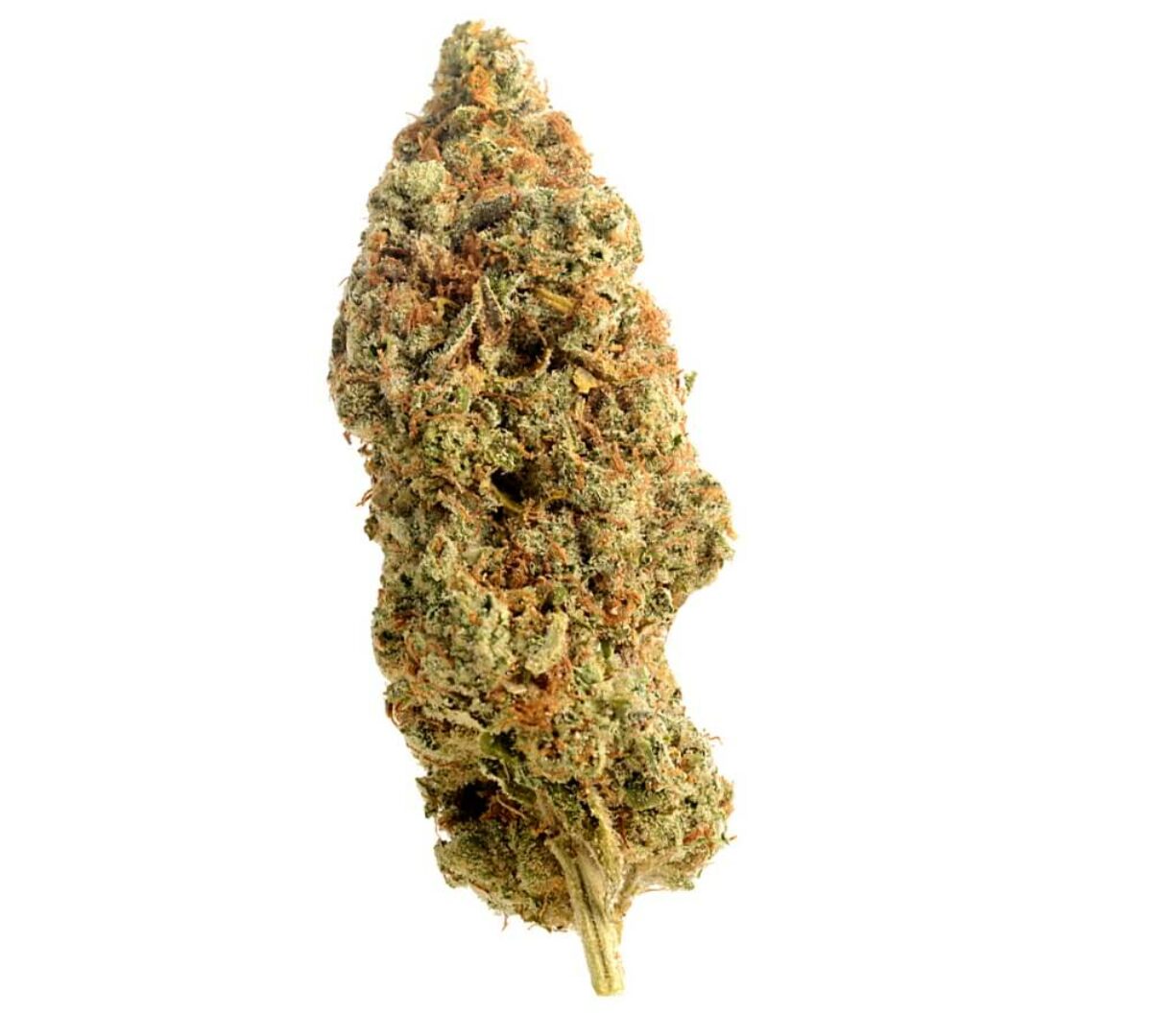 Amnesia Haze Regular by Amsterdam Genetics - Coffee Shop Seeds