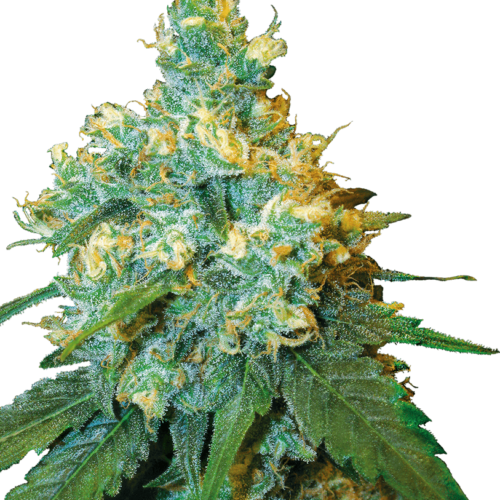 Jack Herer White Label Regular Cannabis Seeds by White Label Seed Company