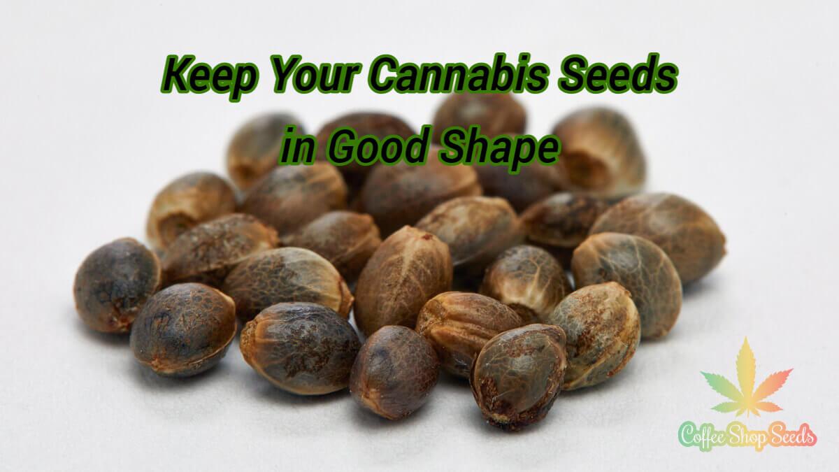 Keep your cannabis seeds in good shape