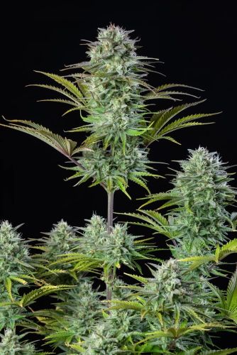 Kosher Cake Auto Feminised Cannabis Seeds by FastBuds