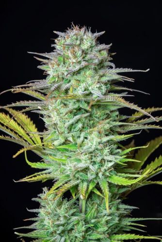 Kosher Cake Auto Feminised Cannabis Seeds