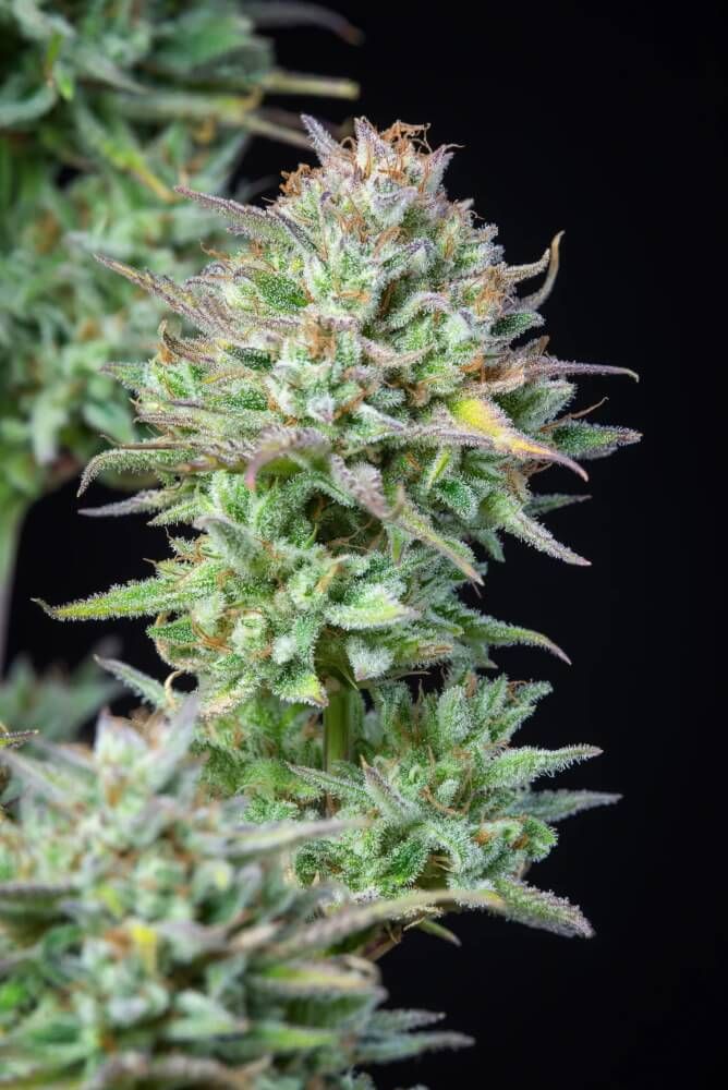 Kosher Cake Auto Feminised Cannabis Seeds by FastBuds