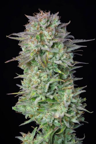 Kosher Cake Autoflowering cannabis seeds