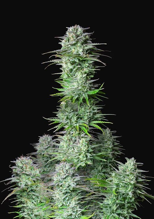 Kosher Cake Auto Feminised Cannabis Seeds by FastBuds