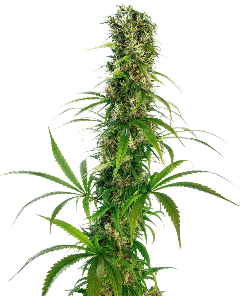 Michka Feminised Cannabis Seeds by Sensi Seeds