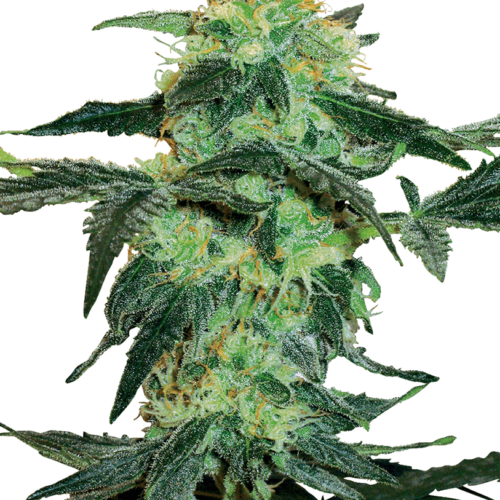 White Ice Regular Cannabis Seeds by White Label Seed Company