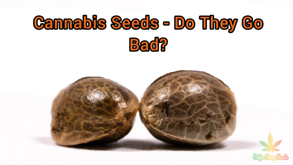 The truth About Cannabis Seeds - Do They Go Bad