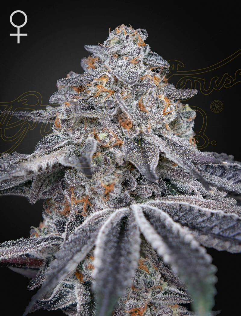 Velvet Moon Feminised Cannabis Seeds by Greenhouse Seed Co