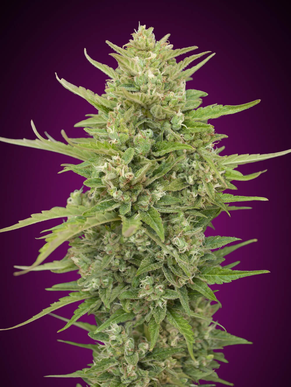 Super Skunk Auto Feminised Cannabis Seeds by 00 Seeds