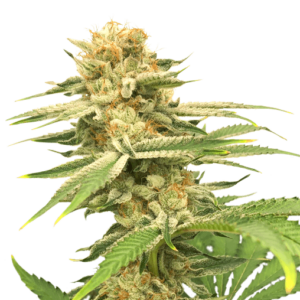 Friesland Regular Cannabis Seeds by Super Sativa Seed Club