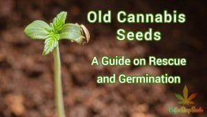 Old Cannabis Seeds – A Guide on Rescue and Germination