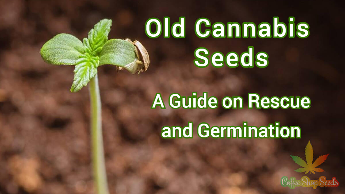 Old Cannabis Seeds – A Guide on Rescue and Germination
