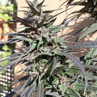 urple Haze 23 A5 Feminised Cannabis Seeds by Ace Seeds