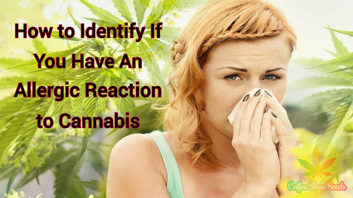 How to Identify If You Have An Allergic Reaction to Cannabis