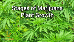 What Are the Stages of Marijuana Plant Growth